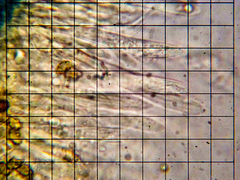 Cudonia circinans