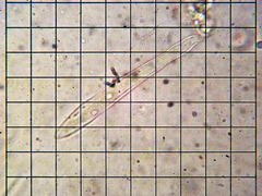 Cudonia circinans