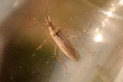 Nabis ferus