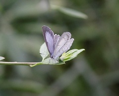 Celastrina lavendularis