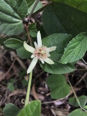 Passiflora rubra