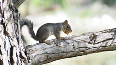 Sciurus niger limitis