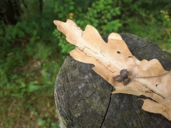 Andricus grossulariae