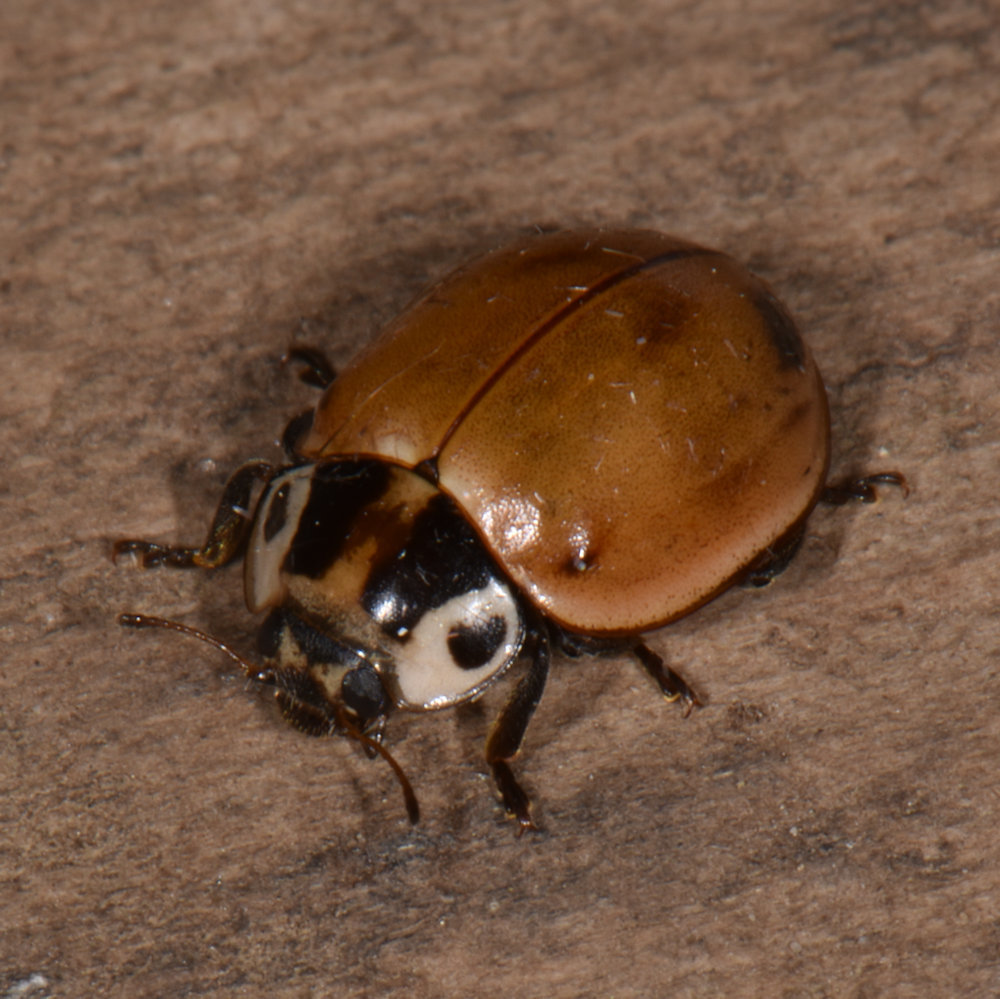 Streaked Lady Beetle