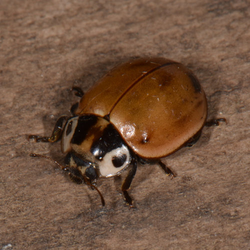 Streaked Lady Beetle