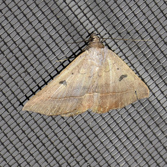 Eulepidotinae