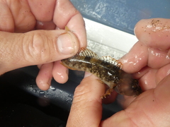 Cottus aleuticus