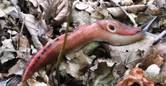 Limax dacampi
