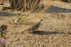 Pterocles bicinctus bicinctus