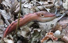 Limax dacampi