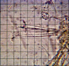 Capitotricha bicolor