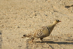 Pterocles bicinctus bicinctus