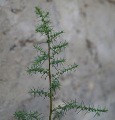 Suaeda altissima