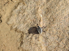 Stenocara gracilipes