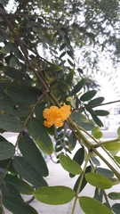 Tipuana tipu