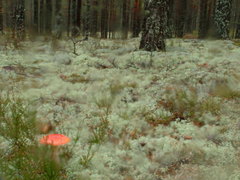 Amanita muscaria muscaria