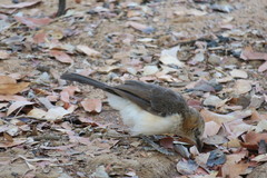 Turdoides gymnogenys