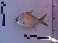 Diapterus rhombeus