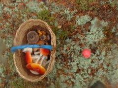 Amanita muscaria muscaria