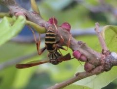 Polistes fuscatus