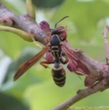 Polistes fuscatus