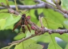 Polistes fuscatus