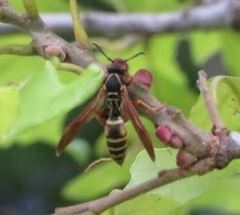 Polistes fuscatus