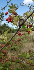 Crataegus