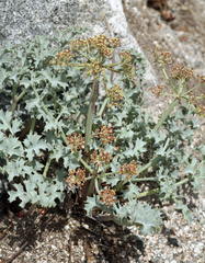 Lomatium rigidum
