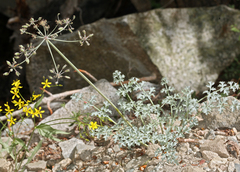 Lomatium rigidum