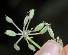 Lomatium rigidum