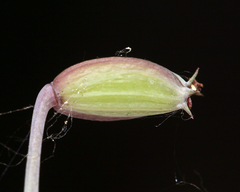 Lomatium rigidum