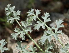 Lomatium rigidum