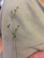 Juncus brachycephalus