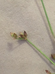 Juncus brachycephalus