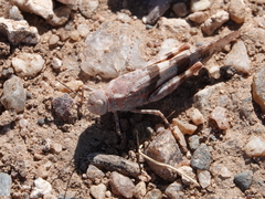 Trimerotropis latifasciata