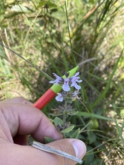 Stachys pilosa