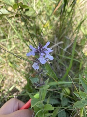 Stachys pilosa