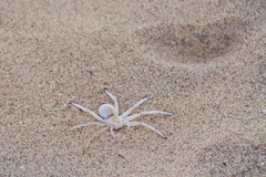 Carparachne aureoflava