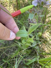 Stachys pilosa