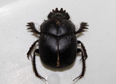 Scarabaeus typhon