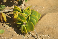 Tetraena stapffii