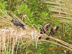 Corvus splendens