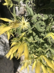 Silene parishii