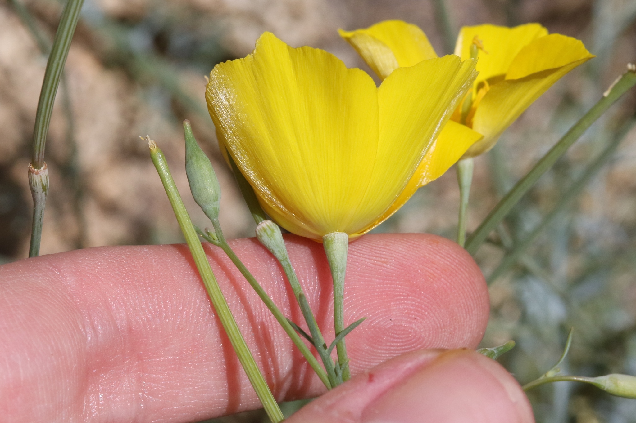 Eschscholzia parishii