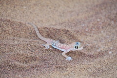 Pachydactylus rangei