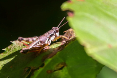 Melanoplus mancus