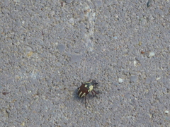 Sternuchopsis karelinii