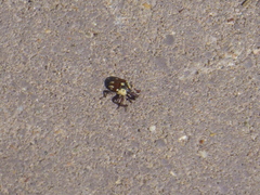 Sternuchopsis karelinii