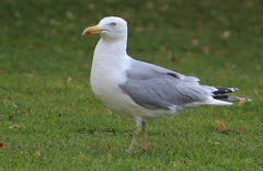 Larus argentatus